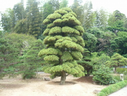 日本庭園