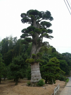 日本庭園