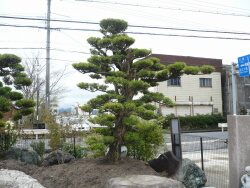 日本庭園